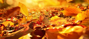 Bien utiliser les feuilles mortes en automne